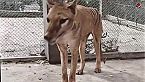 Copia de animales extintos que pueden regresar de entre los muertos SPA