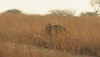 Safari con leones: Entre crías y pitones