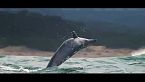 ¿Delfines más inteligentes que nosotros?