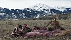 El último capítulo: La vida oculta de la muerte animal - Episodio completo