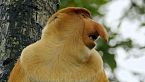 Gigantes de la selva: ¡Monstruos y bestias salvajes de Borneo!