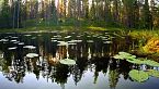 Entre lobos y gigantes: El último bosque virgen