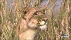 Io uccido- 03 Il leone
