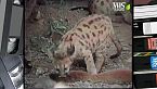 Il puma