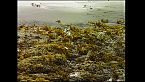 Cautín - Paisaje en movimiento