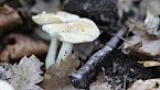Funghi prugnoli e rospi... in faggeta!
