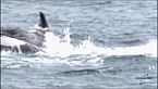 Io Uccido - 05 L'Orca