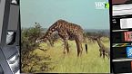GIRAFFE E ANTILOPI le eleganti signore della savana