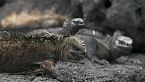 Galápagos Salvaje: En las garras del océano - Aventuras marinas