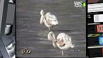Geo - Viaggio nel pianeta Terra - Rosa Antico in camargue