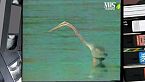 Animalario - Videovocabolario della vita degli animali