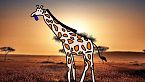 Le giraffe sono montate male