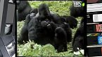 I gorilla dei monti Virunga