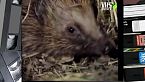 Il riccio e lo scoiattolo creature del bosco