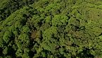 El Pulso del Bosque Atlántico | Especies Únicas