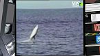 Il delfino acrobata del mare
