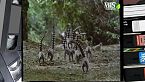 I lemuri del Madagascar
