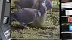 Da 'Nel regno degli animali' - Zona proibita alle gru