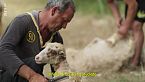 Albania: una vita da pastore