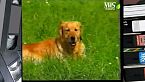 Il golden retriever, videomanuale