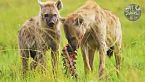 SAVANA AFRICANA | Il Ciclo Letale della Vita sulla Terra Più Selvaggia
