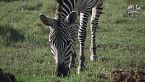SERENGETI | Predatori in Guerra per il Controllo della Savana