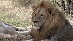 KALAHARI | La Lotta Per la Sopravvivenza nel Deserto Africano
