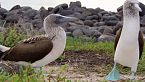 Seducción Salvaje: El Arte del Cortejo Animal