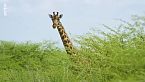 Kenya: giraffe per la pace