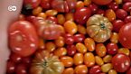 ¿Son sostenibles los tomates?