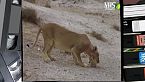 Leoni e leonesse nel paradiso di Etosha