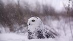 Sopravvivere al Rigido Inverno del Canada | Maestri della Sopravvivenza – Documentario Animali