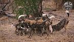 OKAVANGO | Il Risveglio della Vita Selvaggia con l’Arrivo dell’Acqua – Documentario Animali