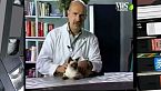 Conoscerli e curarli - IL CUCCIOLO