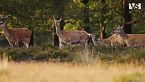 IBERIA | La Lotta per la Sopravvivenza nel Sud Europa – Documentario Animali Selvaggi