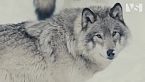 Un anno a Yellowstone - Dal crudele inverno all’estate dell’abbondanza - Parchi nazionali USA