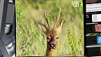 IL CAPRIOLO E IL CERVO timidi signori della foresta