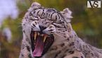 MONGOLIA SELVAGGIA | Il Regno dei Predatori Supremi – Documentario Animale