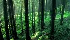 Foresta incantata