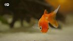 ¿Son los peces más inteligentes de lo que creemos?