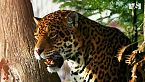GUYANA | Storie di Sopravvivenza nella Giungla Dimenticata del Sud America – Documentario Animali