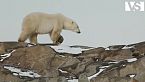 ARTICO | La fauna selvatica nell’ecosistema più estremo desolato del pianeta - Documentario animali