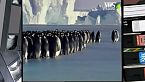 Il pinguino, la foca e altri animali dell'Antartide