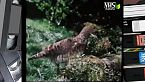 L'orso bruno e altri animali della montagna