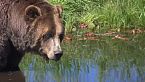 CARPAZI | La Vita Selvatica Più Estrema dell’Europa dell’Est - Documentario sugli Animali