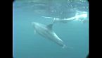 Chañaral, Isla de los Delfines - Remasterizado