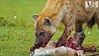 LEONI VS IENE | Il Combattimento Più Crudele della Savana Africana - Documentario sugli Animali