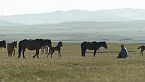 Mongolia: l'Uomo che amava i cavalli