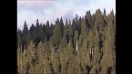 El bosque chileno y sus habitantes - Remasterizado
