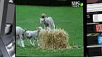 Gli animali della fattoria